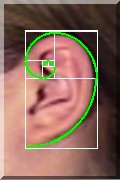 ear-spiral.jpg